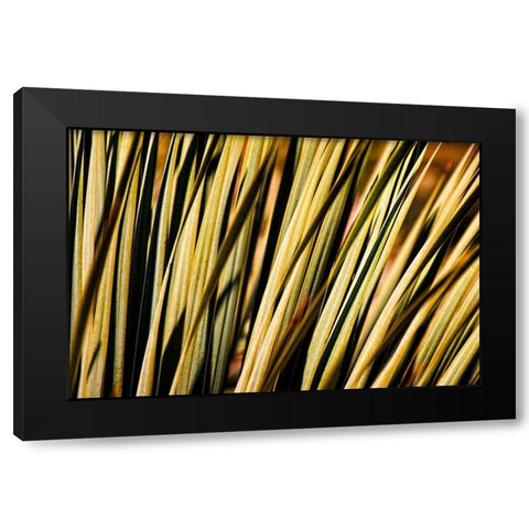 Desert Grasses II Black Modern Wood Framed Art Print by Robertson, Leda