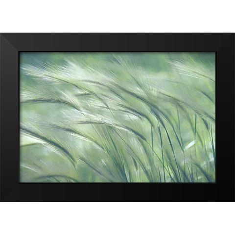 Gentle Dreams  Black Modern Wood Framed Art Print by Robertson, Leda