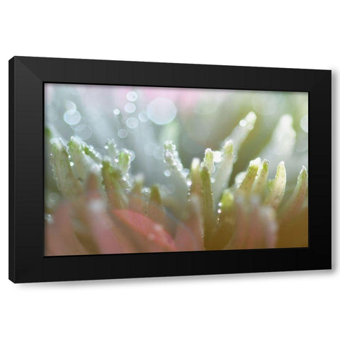 Tranquility Black Modern Wood Framed Art Print by Agrypolous, Lisa