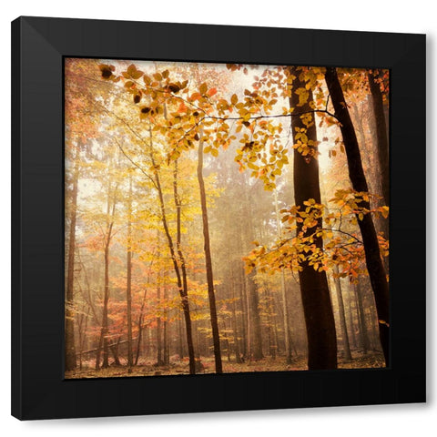 Autumn Blush Black Modern Wood Framed Art Print by Lehnhardt, Iris