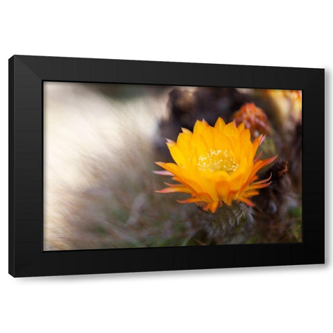 Wild Flowers I Black Modern Wood Framed Art Print by Mourier, Lily
