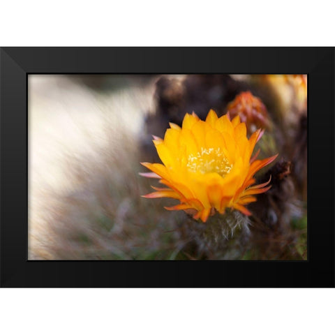 Wild Flowers I Black Modern Wood Framed Art Print by Mourier, Lily
