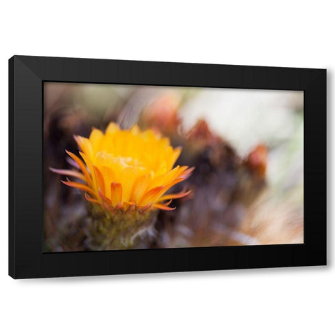 Wild Flowers II Black Modern Wood Framed Art Print with Double Matting by Mourier, Lily