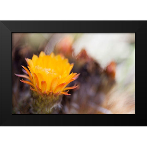 Wild Flowers II Black Modern Wood Framed Art Print by Mourier, Lily
