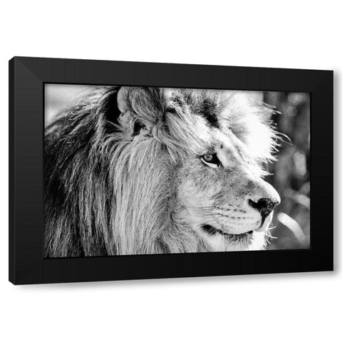Majestic Black Modern Wood Framed Art Print by Drummond, Max