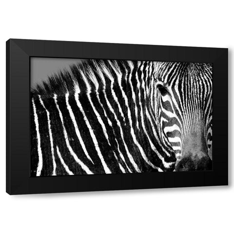 Curiosity Black Modern Wood Framed Art Print by Drummond, Max
