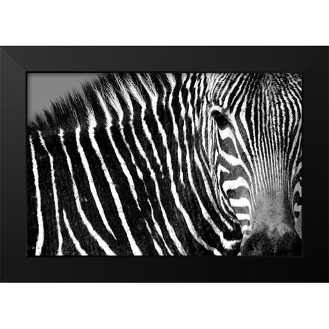 Curiosity Black Modern Wood Framed Art Print by Drummond, Max
