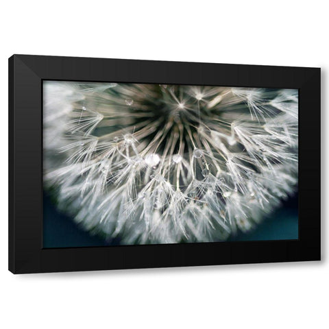 Dandelion Wishes Black Modern Wood Framed Art Print with Double Matting by Miller, Irene