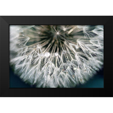 Dandelion Wishes Black Modern Wood Framed Art Print by Miller, Irene