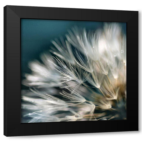 Dandelion Dreams I Black Modern Wood Framed Art Print with Double Matting by Miller, Irene