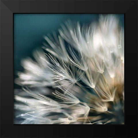 Dandelion Dreams I Black Modern Wood Framed Art Print by Miller, Irene