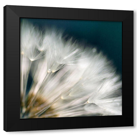 Dandelion Dreams II Black Modern Wood Framed Art Print by Miller, Irene