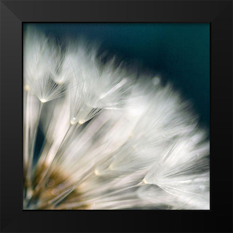 Dandelion Dreams II Black Modern Wood Framed Art Print by Miller, Irene