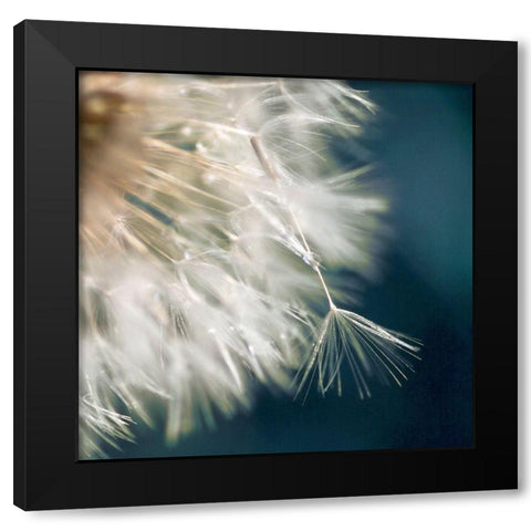 Dandelion Dreams III Black Modern Wood Framed Art Print with Double Matting by Miller, Irene