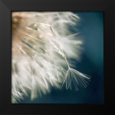Dandelion Dreams III Black Modern Wood Framed Art Print by Miller, Irene