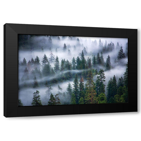 Fog swirling through trees Black Modern Wood Framed Art Print by Frates, Nicki