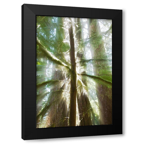 Trees Bathed in Light I Black Modern Wood Framed Art Print by Stelfox, Norm