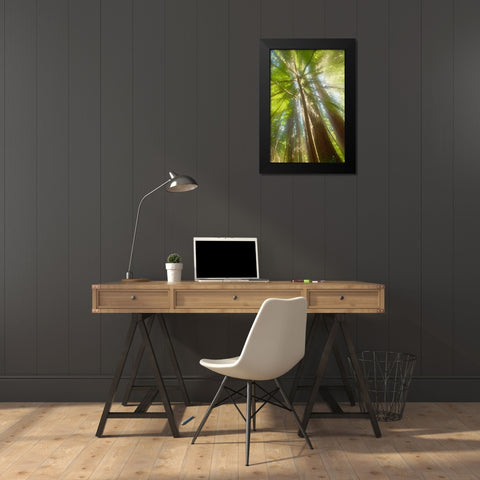 Trees Bathed in Light II Black Modern Wood Framed Art Print by Stelfox, Norm