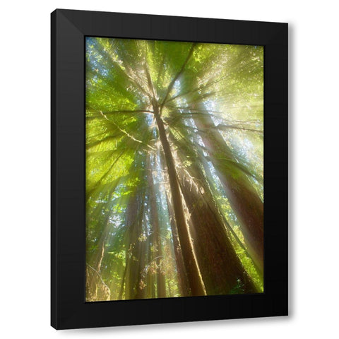 Trees Bathed in Light II Black Modern Wood Framed Art Print with Double Matting by Stelfox, Norm