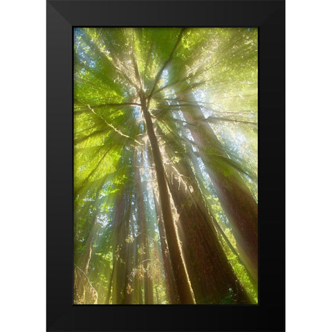 Trees Bathed in Light II Black Modern Wood Framed Art Print by Stelfox, Norm