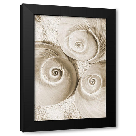 seashell II Black Modern Wood Framed Art Print with Double Matting by Stelfox, Norm