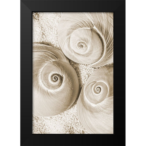 seashell II Black Modern Wood Framed Art Print by Stelfox, Norm