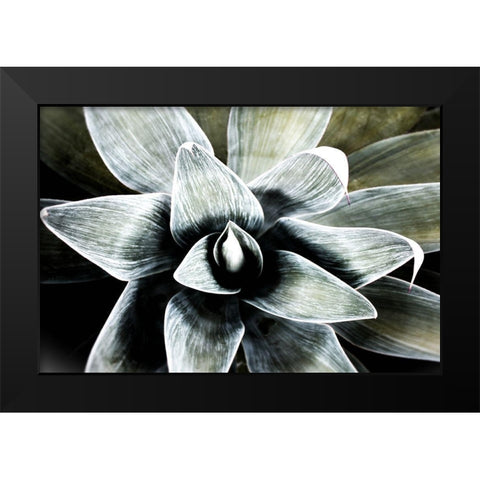 California Succulent Black Modern Wood Framed Art Print by Orlov, Irena