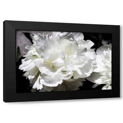 White Peony I  Black Modern Wood Framed Art Print by Orlov, Irena