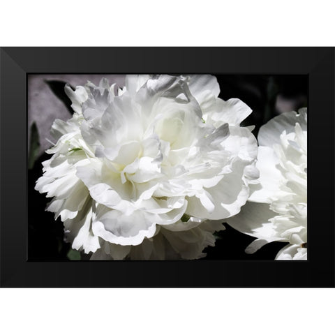 White Peony I  Black Modern Wood Framed Art Print by Orlov, Irena
