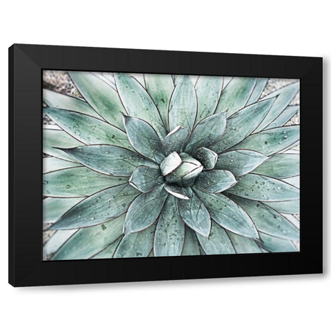 Stunning Agave I Black Modern Wood Framed Art Print by Orlov, Irena