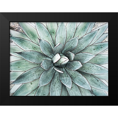Stunning Agave I Black Modern Wood Framed Art Print by Orlov, Irena