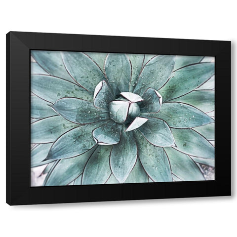 Stunning Agave II Black Modern Wood Framed Art Print by Orlov, Irena