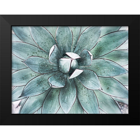 Stunning Agave II Black Modern Wood Framed Art Print by Orlov, Irena
