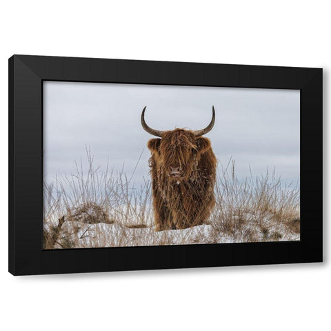 Highlander in Snow Black Modern Wood Framed Art Print with Double Matting by Den, Van