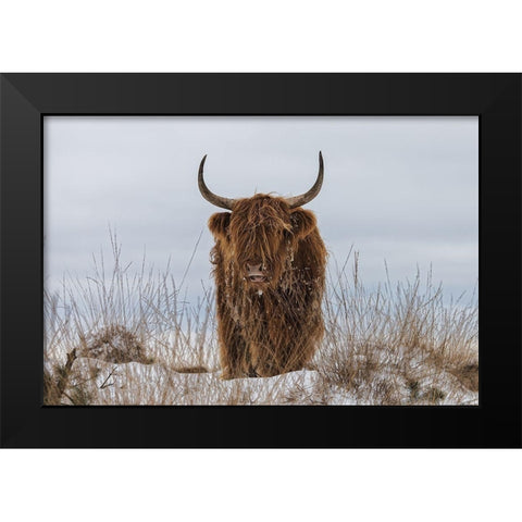 Highlander in Snow Black Modern Wood Framed Art Print by Den, Van