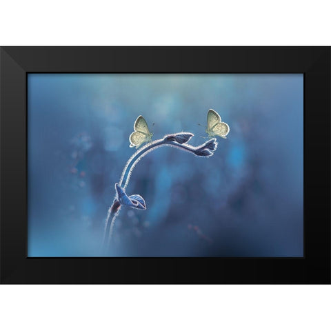 Priyadi-Two Butterflies Meet Each Other Black Modern Wood Framed Art Print by 1x