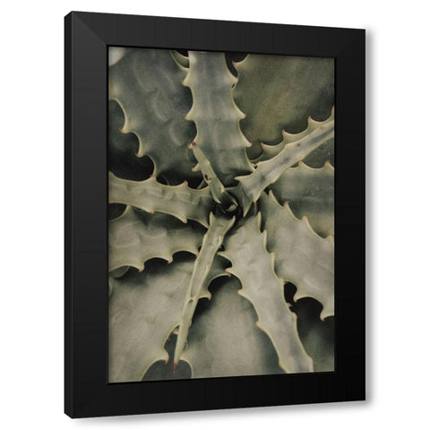 Studio III - Aloe 002  Black Modern Wood Framed Art Print with Double Matting by Studio III