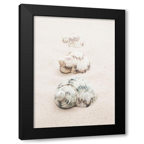Studio III - Shells  Black Modern Wood Framed Art Print with Double Matting by Studio III