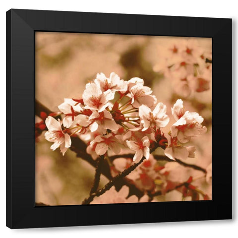 Posy Black Modern Wood Framed Art Print with Double Matting by PI Studio