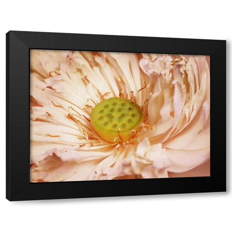 Peaches and Cream Black Modern Wood Framed Art Print with Double Matting by PI Studio