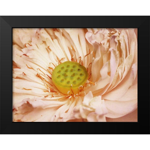 Peaches and Cream Black Modern Wood Framed Art Print by PI Studio