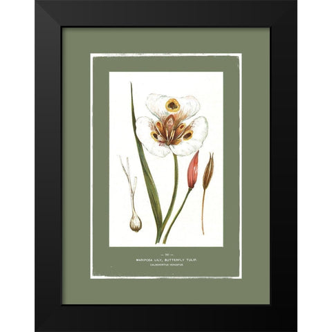 Green Botanics I  Black Modern Wood Framed Art Print by PI Studio