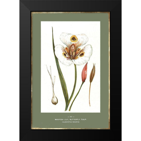 Green Botanics IV Black Modern Wood Framed Art Print by PI Studio