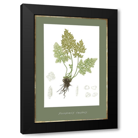 Botanical Garden IV Black Modern Wood Framed Art Print with Double Matting by PI Studio