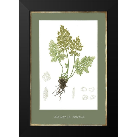 Botanical Garden IV Black Modern Wood Framed Art Print by PI Studio