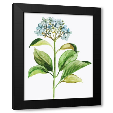 Little Hydrangea Black Modern Wood Framed Art Print with Double Matting by Pi Studio