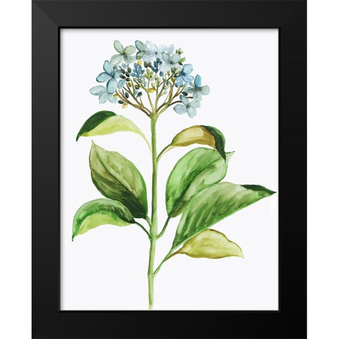 Little Hydrangea Black Modern Wood Framed Art Print by Pi Studio