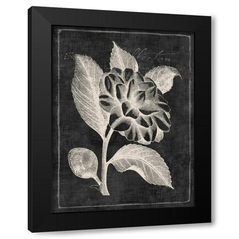 Black Botanical II Black Modern Wood Framed Art Print with Double Matting by PI Galerie