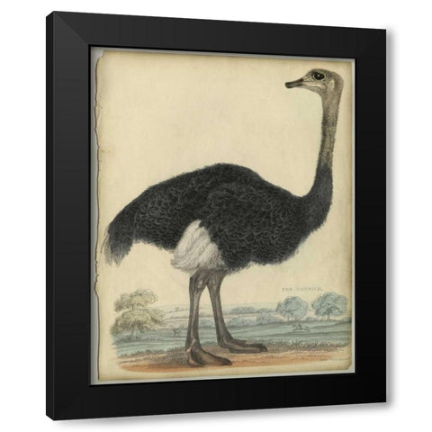 The Ostrich  Black Modern Wood Framed Art Print with Double Matting by PI Collection