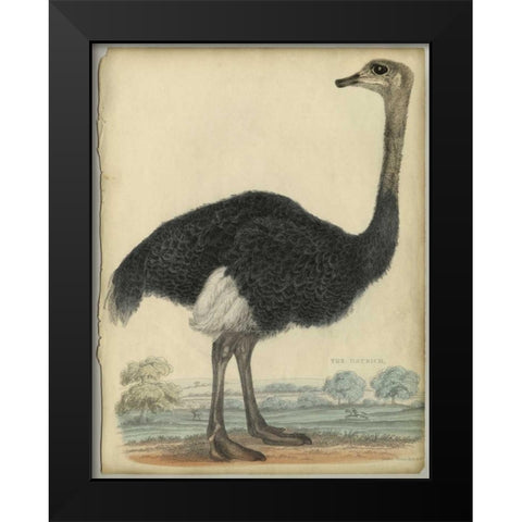 The Ostrich  Black Modern Wood Framed Art Print by PI Collection
